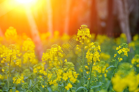 黄色背景图春天里的油菜花背景