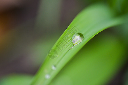 植物叶子上的水珠图片