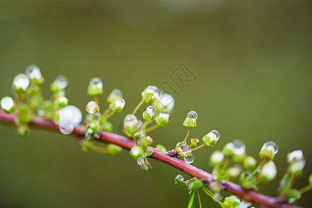 花苞上的水滴图片