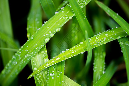 惊蛰节气绿叶上的露珠背景