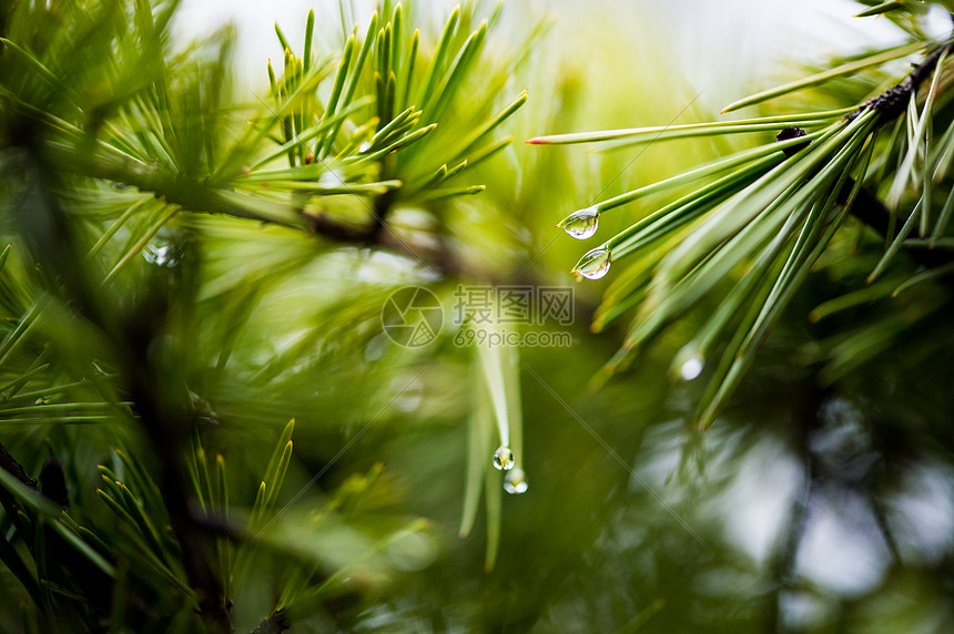 植物叶子上的水珠图片