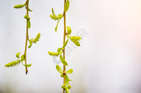 菊花花瓣杨柳树冒新芽背景