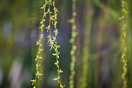 柳树发芽杨柳树冒新芽背景