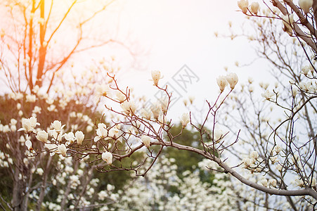 菊花花瓣白玉兰盛开背景