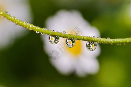 菊花花瓣新鲜洋甘菊背景