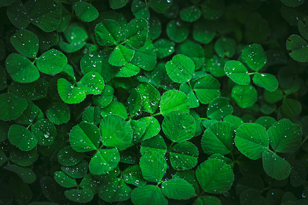 春天小草雨水雨珠图片