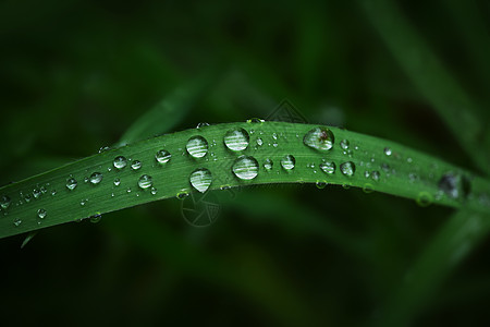 春天植物上的雨珠背景图片