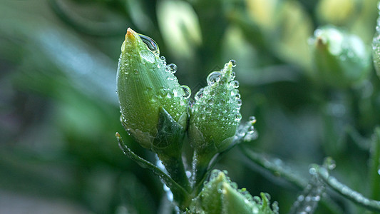 水珠植物雨水谷雨背景