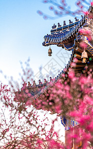 古代素材花南京明孝陵景区梅花山梅花背景