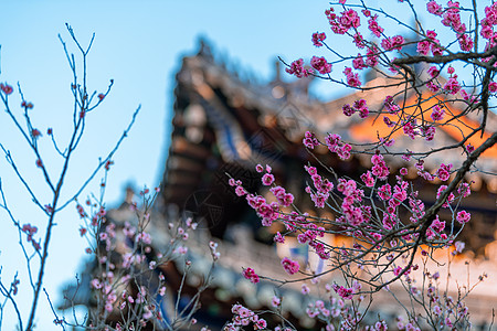 古代建筑南京明孝陵景区梅花山梅花背景