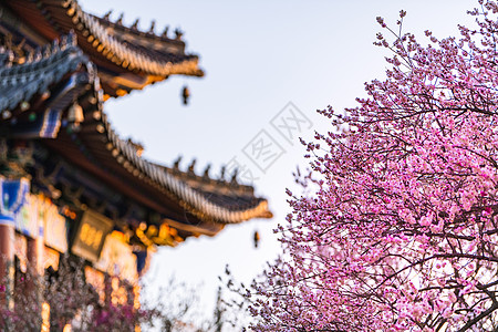 南京明孝陵景区梅花山梅花图片