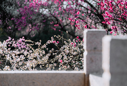 南京明孝陵景区梅花山梅花图片