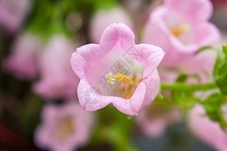 风铃草花瓣风铃草高清图片