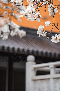 净业寺南京灵谷寺春天的玉兰花与传统建筑背景