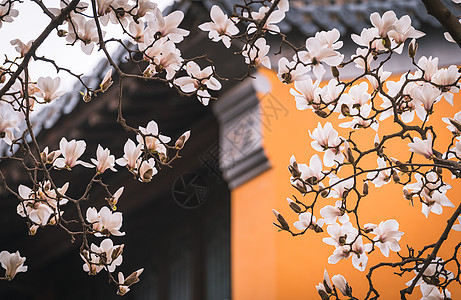 传统屋檐南京灵谷寺春天的玉兰花与传统建筑背景