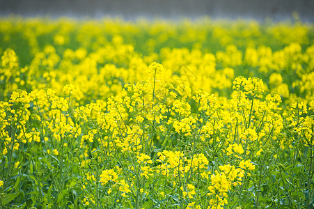 油菜花田图片