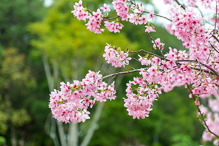 盛开的樱花广州樱花高清图片
