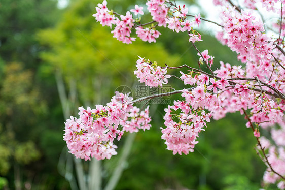 盛开的樱花图片