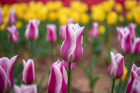 五颜六色的花朵郁金香花朵背景