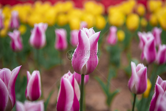 郁金香花朵图片