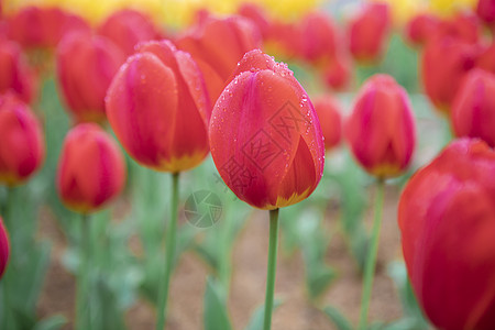 郁金香花朵花儿绽放高清图片