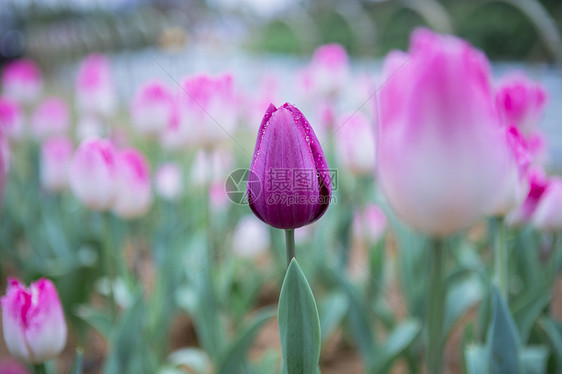 郁金香花朵图片