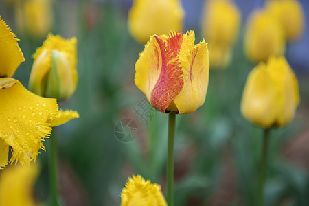 五颜六色的花朵郁金香花朵背景