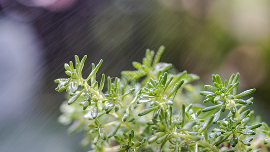 绿色小清新春天植物雨水背景