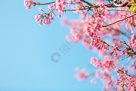 樱花树枝粉色浪漫樱花背景