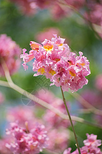 春暖花开 紫花风铃木图片