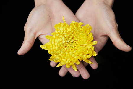 清明节手捧菊花特写高清图片