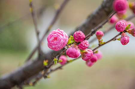 榆叶梅花卉榆叶梅高清图片