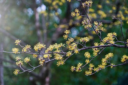 山茱萸花草山茱萸高清图片