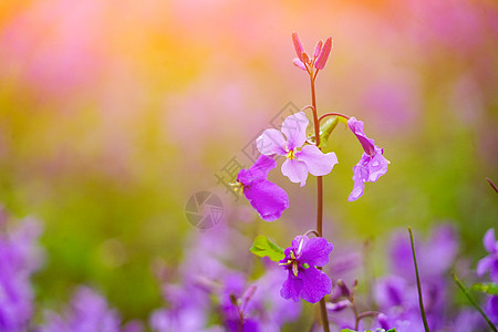 紫色心叶诸葛菜花背景图片