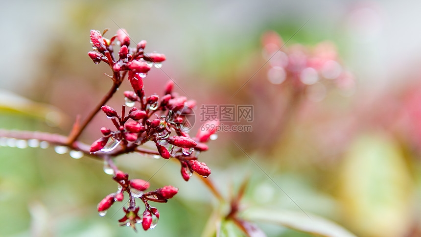 植物上的雨水图片