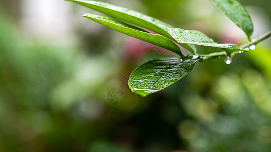 节气植物上的雨水背景