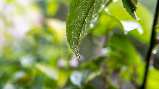 植物上的雨水图片