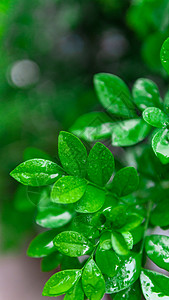 树叶水滴植物上的雨水背景