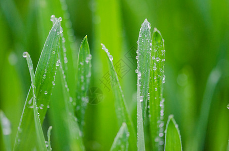 花草叶子上的水珠特写背景