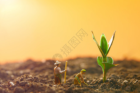 土壤里正在种植的农民和庄稼高清图片