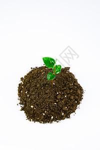 土壤里生长出来的绿植嫩芽图片
