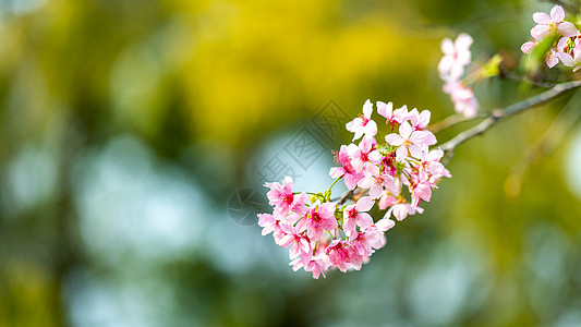 绽开的樱花图片