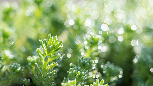 植物雨滴雨水谷雨背景