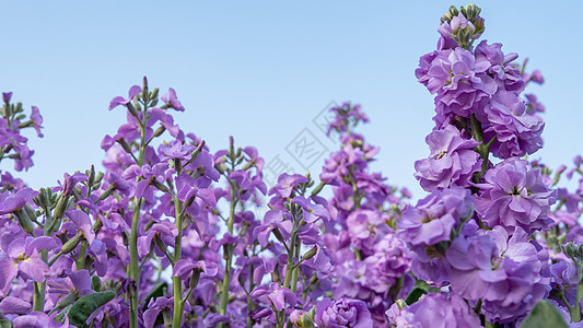 紫罗兰花朵小花紫罗兰高清图片