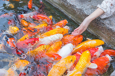 卡通美女与锦鲤美女喂食金鱼锦鲤特写背景