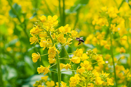 金色花朵油菜花与蜜蜂背景