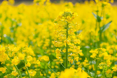 油菜花图片