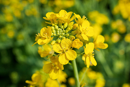 油菜花金黄油菜花田高清图片