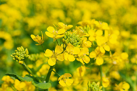 油菜花金黄油菜花田高清图片