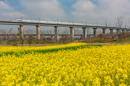 油菜花图片